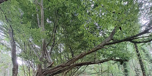 \u00c9chapp\u00e9e verte \u00e0 Fierville-les-Parcs.