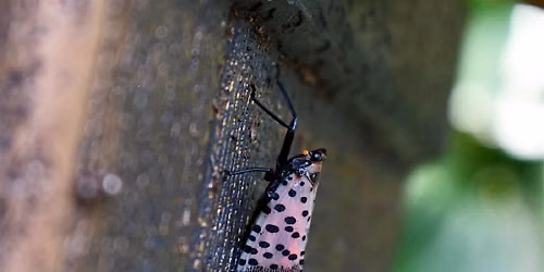 Spotted Lanternfly Comes to Worcester