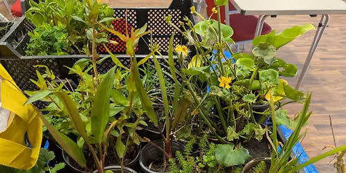 Bournemouth, Christchurch and Poole Plant Community Swap and Sale