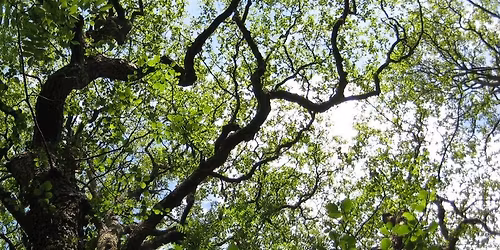 Tree-tectives
