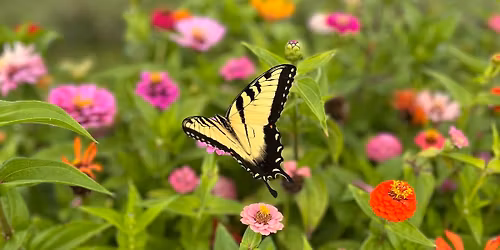 Dayton Plant Sale