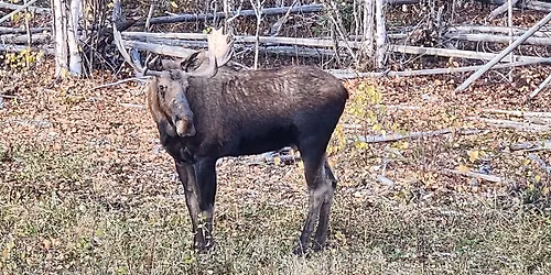 Leave No Trace at the Iditarod Ceremonial Start