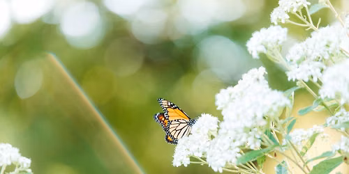 5th Annual Monarch Festival