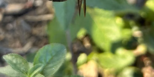 Bee A Friend To Pollinators