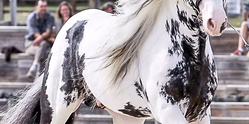 CRANLEIGH FARM AND FOOD FESTIVAL 