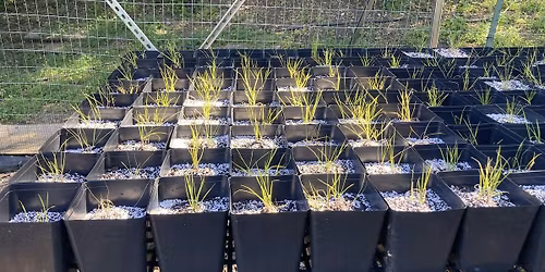 UCLA Stunt Ranch Reserve Native Plant Restoration (05\/23\/26)