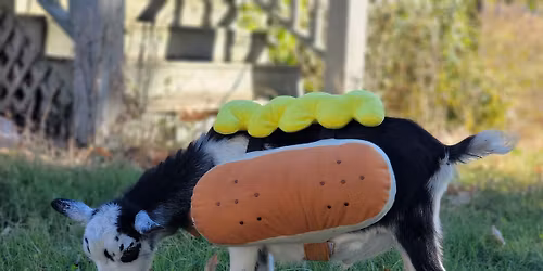 Halloween Goat Yoga Party at Blue Heron Farm
