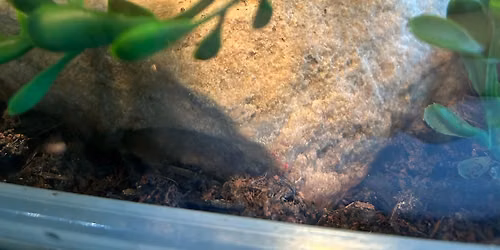 Storytime with the Animals of Fullersburg: Freckles the American Bullfrog