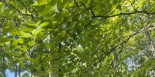 Grounded Resilience: A First Responders' Wellness Hike