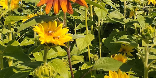 Moon Light Sunflower Labyrinth