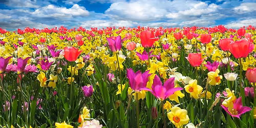 KERT \u00c9S AZ EMBER 1.- Szab\u00f3 L\u00e1szl\u00f3: A kert mint az ember k\u00f6z\u00f6ss\u00e9gi tere, elvonul\u00e1si helye