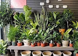 Picking the Right Houseplants