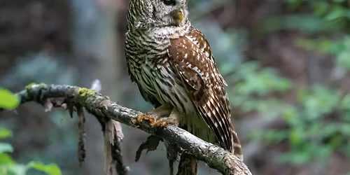 Branch Out Event: Regal Raptors and Short-eared Owls