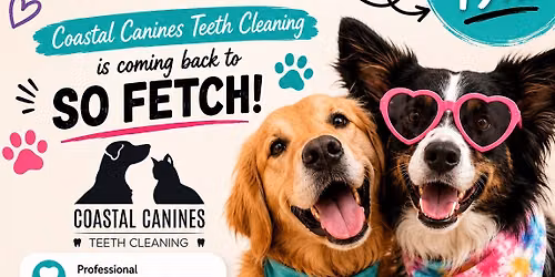 Anesthetic-free Teeth Cleaning - So-Fetch Canine Social Club Kelowna
