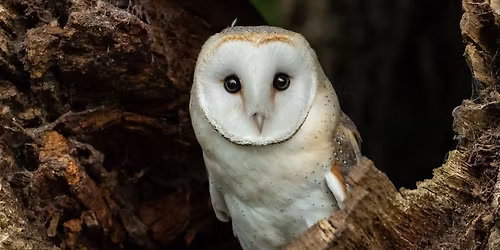 Owls & their pellets