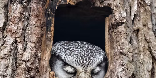 ECOC Lecture: Birds at Rest