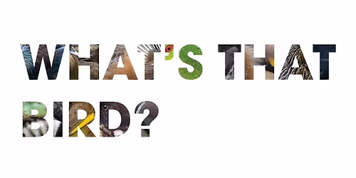 What's That Bird? With Charlie Thomas