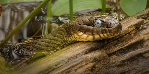Not So Scary Snakes