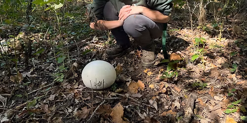 Fall Fungi Walk @ Sand Ridge Nature Center
