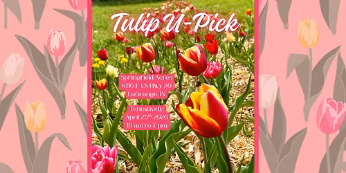 Tulip U-Pick 2026 At Springfield Acres
