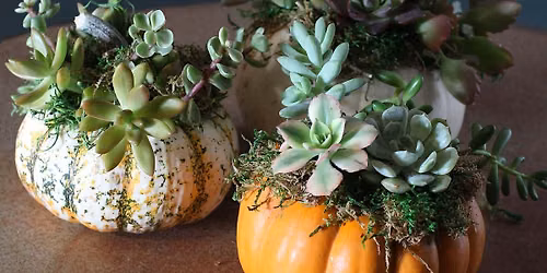 Create 3 Mini Succulent Pumpkins