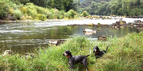 F\u00eate des chiens de chasse et de la nature \u00e0 Broqui\u00e8s 