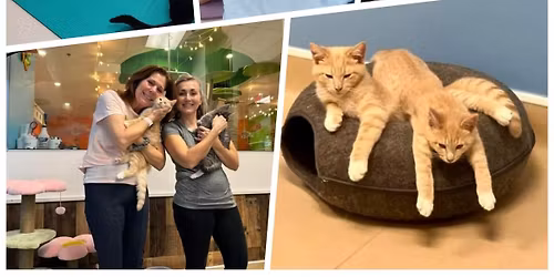 Yoga with Cats ~ Purrs, Poses, and Pillows 