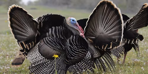 Sunday Story Time: Wild Turkeys (& Deer, Too!)