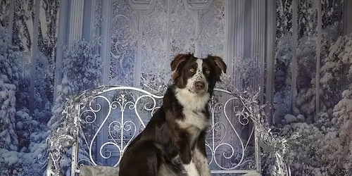 Santa Photos at Hollywood Feed New Albany