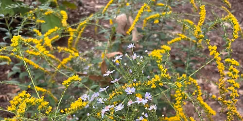Volunteer Signup for Downtown FxBg Garden Tours
