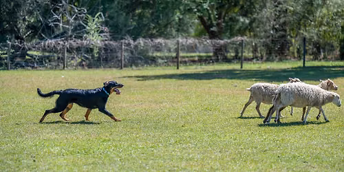 ABC Fall Herding Trial
