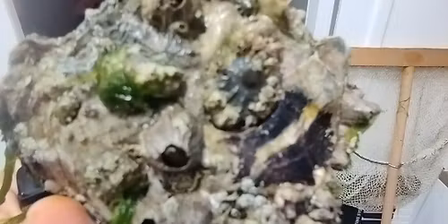 Glox Olia \/ Hemene \/ Sami Maison  @RC1