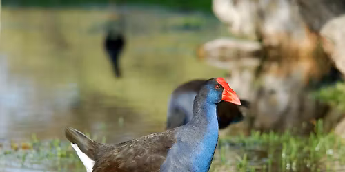 Canning River Regional Park - morning excursion