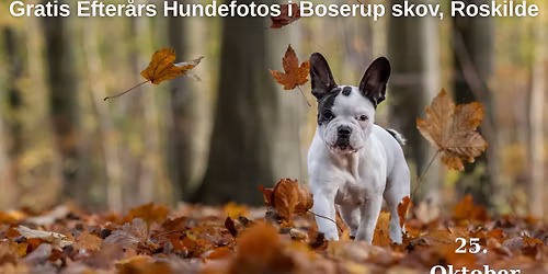 Gratis Efter\u00e5rs Hundefotos i Boserup skov