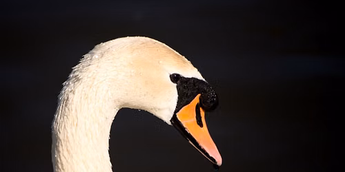 Guided Bird Watching and Nature Walk at Knowle Park
