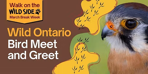 Walk on the Wildside - Wild Ontario Bird Meet and Greet