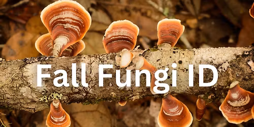 Fall Fungi ID: Beginner Workshop 