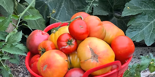 Tomatoes & Peppers:  growing tips for a fabulous harvest