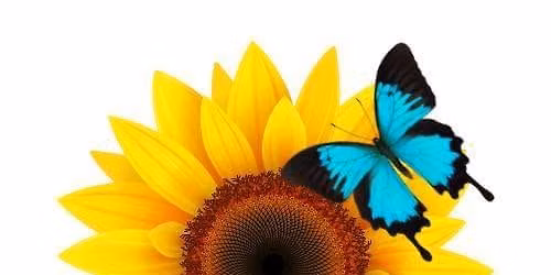 \ud83e\udd0d\ud83c\udf3b\ud83e\udd8b CloFest 2026 \ud83e\udd8b\ud83c\udf3b\ud83e\udd0d