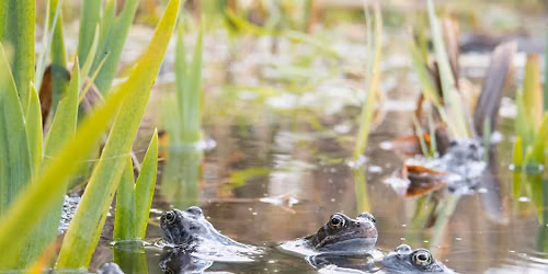 Nature Tots at Centre for Wildlife Gardening - Spring 1 (Jan-Feb 2027)