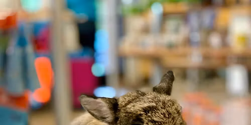 Bunny Spa Day - Tigard