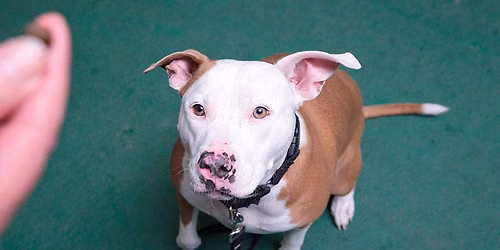 Nebraska Humane Society Drop-in Dog Training Classes