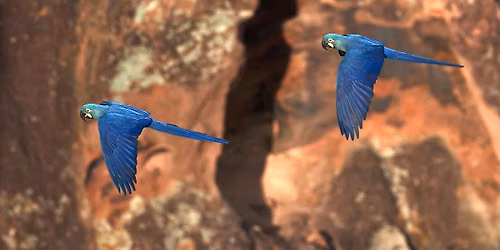 Music In Motion: Animals