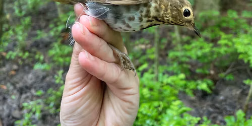 Bird Banding