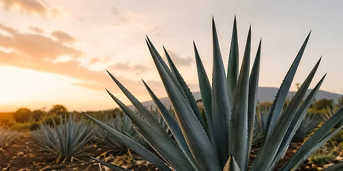 The Agave Affair