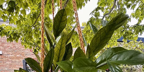 Plant Hanger Workshop  June 18, 3pm