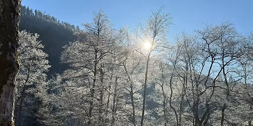 Leafless Tree ID Hike - Pisgah Inn