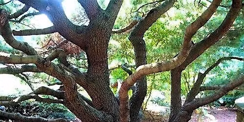 Hometown Explorers: Celebrate Arbor Day