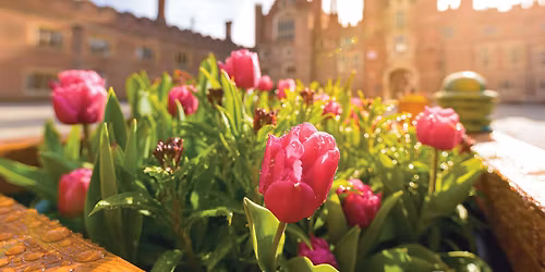 Hampton Court Tulip Festival