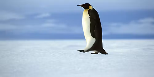 Frostbite Festival Race 10 and 2 mile